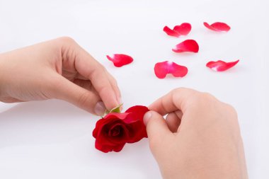 Beyaz arka planda kırmızı gül ve taç yaprakları