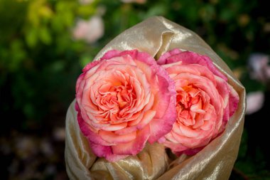 Bahar bahçesinde çiçek açan güzel güller