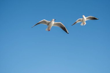 Arka plan olarak mavi gökyüzünde uçan martı.