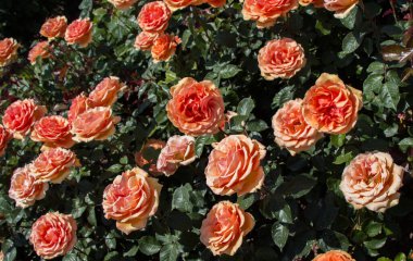 Bahçenin arka planında çiçek açan güzel renkli güller.