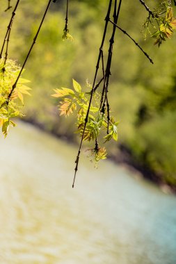 Bahçede bir ağacın parçası görünüyor.