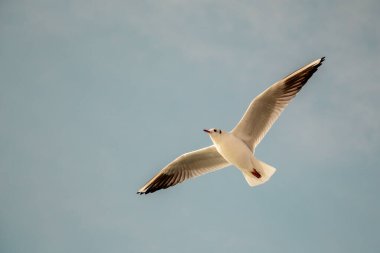 Deniz sularının üzerinde mavi gökyüzünde uçan martılar.