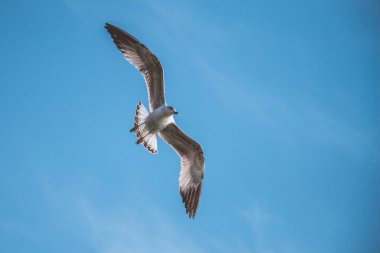 Deniz sularının üzerinde mavi gökyüzünde uçan martılar.