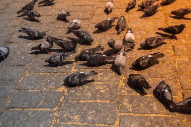 Güzel güvercin kuşları şehir ortamında beslenir.