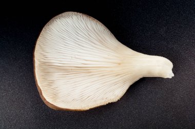 Oyster mushroom or Pleurotus ostreatus as easily cultivated mushroom clipart