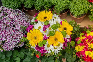 Çiçekçide bahar çiçekleri açıyor.