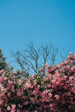 Pembe çiçeklerle ağaç, arka planda gökyüzü. Romantik ve güzel bitki.