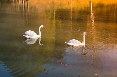 Yalnız kuğular doğal ortamda yaşıyoruz