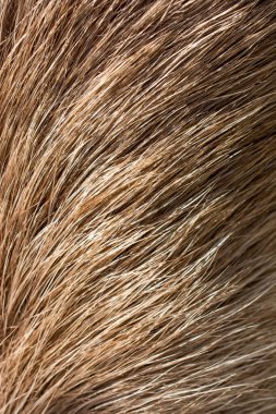 Arka plan dokusu olarak dekoratif hayvan kürkü