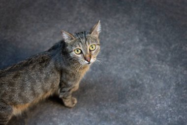 Evcil bir hayvan gibi güzel bir kedinin portresi