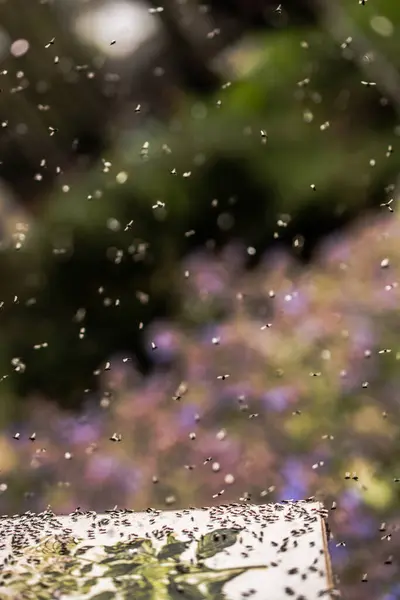 stock image A swarm of flying ants gather on a floral plant