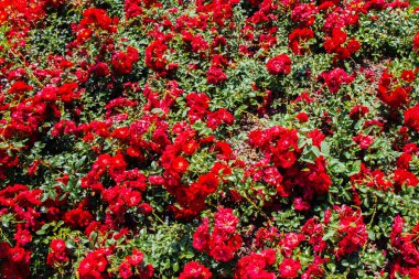 Çiçek arkaplanı gibi güzel renkli güller açıyor.