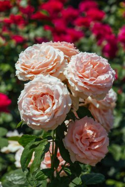 Bahar bahçesinde çiçek açan güzel güller