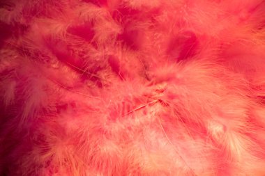 Dekoratif amaçlar için güzel kuş tüyleri