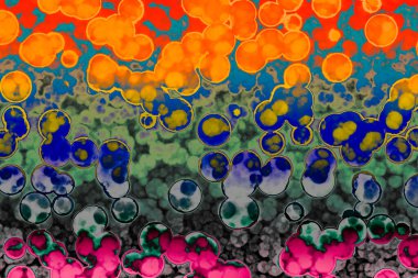 Bakteri hücresinin şekli: cocci, bacilli, spirilla bakteri arka planı