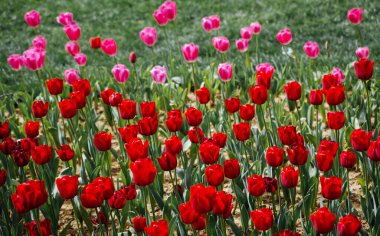 Kartpostal güzelliği tasarımı için güzel laleler.