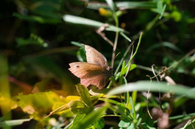 Kelebek doğada bir çiçekle besleniyor.