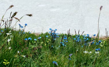 Artvin Dağlık Bölgesi 'nde güzel, renkli, yabani çiçekler açıyor.