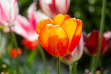 Baharın bahçesinde güzel renkli laleler çiçek açar.