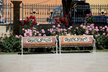 Gül bahçesinde güzel renkli güller