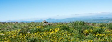 Türkiye 'nin Artvin kentinde yaz mevsiminde dağlık çayırlarda yabani otlar
