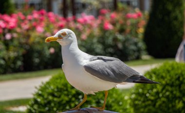Güzel gül bahçesinde tek martı