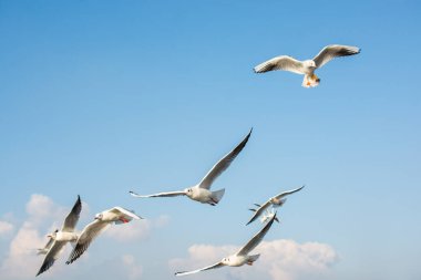 Martı gökyüzünde uçuyor. Özgürlük kavramı olarak uçan martı.