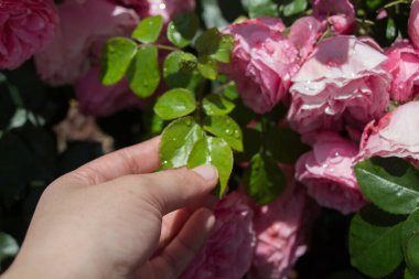 Renkli bir gül çiçeğini tutarken