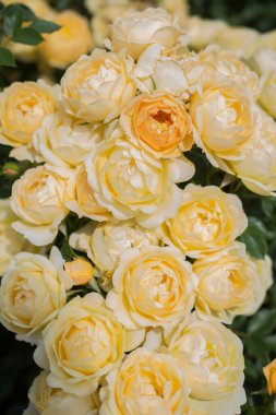 Bahar bahçesinde çiçek açan güzel güller