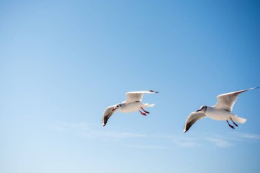 Martılar çifti deniz sular gökte uçuyor