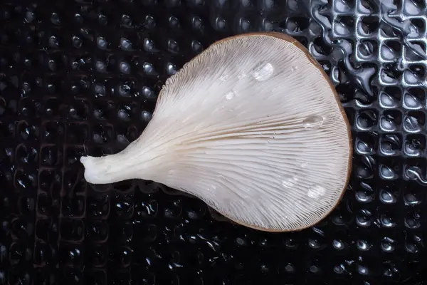 stock image Oyster mushroom or Pleurotus ostreatus as easily cultivated mushroom