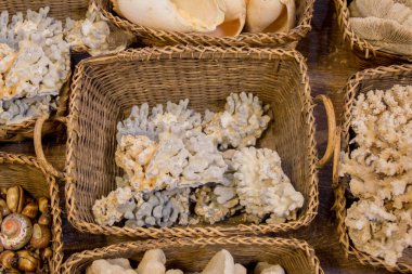 Dekoratif amaçlar için toplanan deniz kabukları.