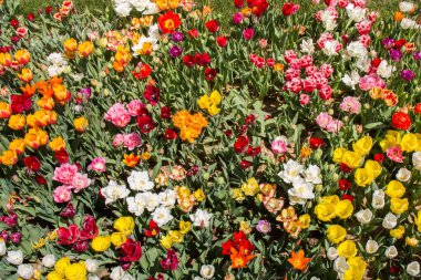 Çiçek arkaplanı olarak çiçek açan renkli lale çiçekleri