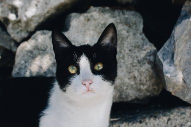 Evcil bir hayvan gibi sevimli bir kedinin yakın plan portresi.