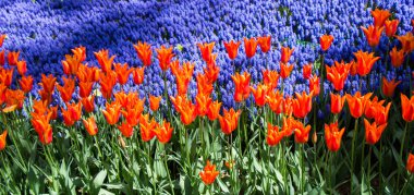 Çiçek arkaplanı olarak çiçek açan renkli lale çiçekleri