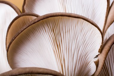 Oyster mushroom or Pleurotus ostreatus as easily cultivated mushroom clipart