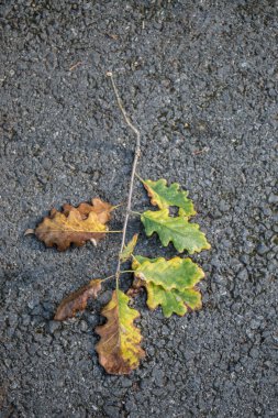 Sonbahar arkaplanı olarak kuru ağaç yaprağı