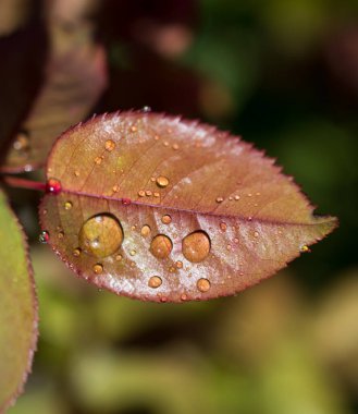 Üzerinde su damlaları olan ayrı bir yeşil yaprak.