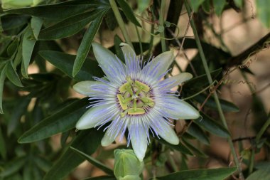 Doğada güzel taze çiçekler