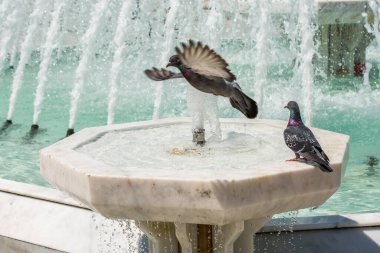 City pigeons by the side of water at a fountain clipart