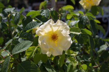 Bahçe arka planında güzel renkli gül çiçeği