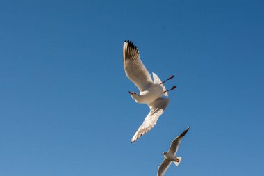 Bir çift martı gökyüzünde mavi bir zemin üzerinde uçuyor.