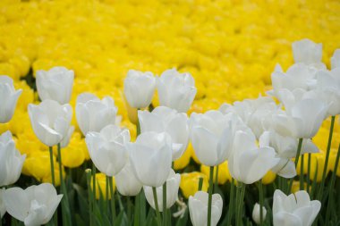 Bahar bahçesinde renkli lale çiçekleri açar.