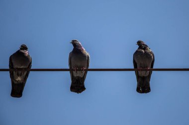 Pigeon birds perched on wire with blue sky background clipart