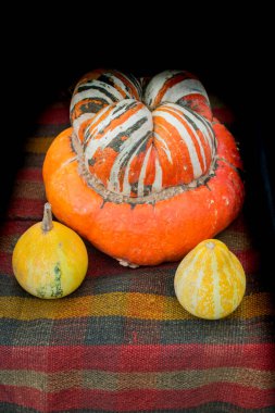 An orange pumpkin and two tiny yellow pumpkins in display clipart