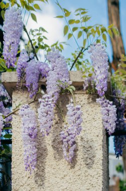 Çiçek açan güzel renkli taze doğal çiçekler.