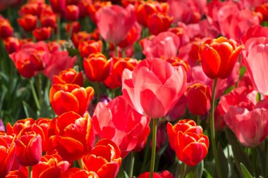 Bahar bahçesinde renkli lale çiçekleri açar.