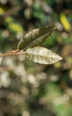 Arkaplan olarak yeşil ağaç yaprakları
