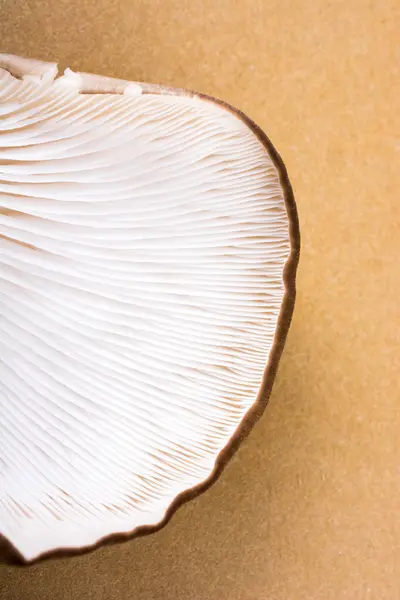 stock image Oyster mushroom or Pleurotus ostreatus as easily cultivated mushroom