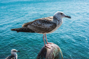 Vahşi bir deniz kuşu gibi tek bir martı.